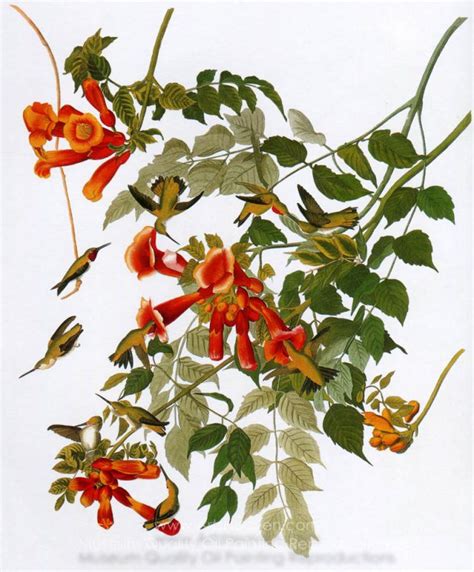 John James Audubon Ruby Throated Hummingbird Painting Reproductions