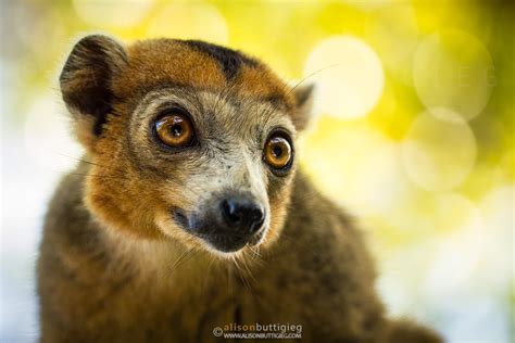 Crowned Lemur Alison Buttigieg Wildlife Photography