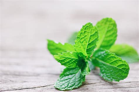 Peppermint Leaf On Wooden Background Fresh Mint Leaves Nature Green