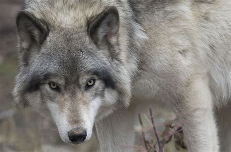 Canadian Timber Wolf Flickr Photo Sharing Timber Wolf Beautiful