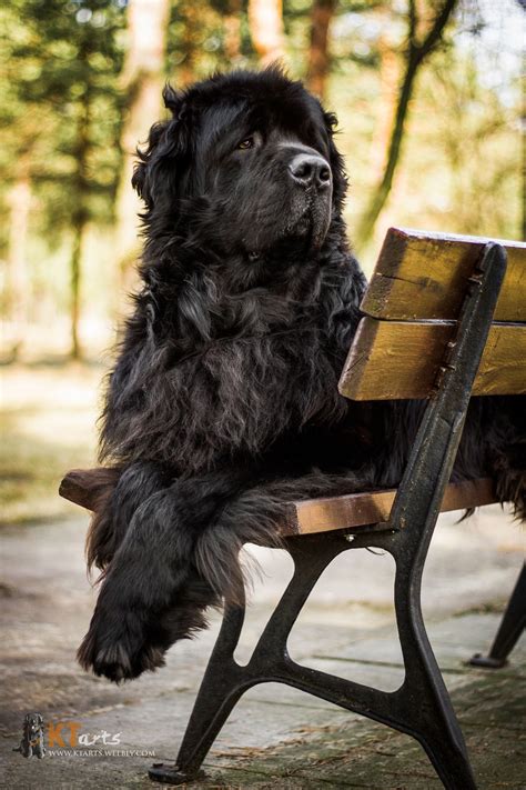 Pin By Rachel Kaelin On Newfoundlands Dog Breeds Newfoundland Dog