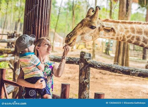 Jirafa De Observación Y De Alimentación Feliz De La Madre Y Del Hijo En