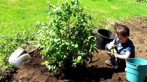 How To Plant A Blueberry Gardening With Kids Youtube