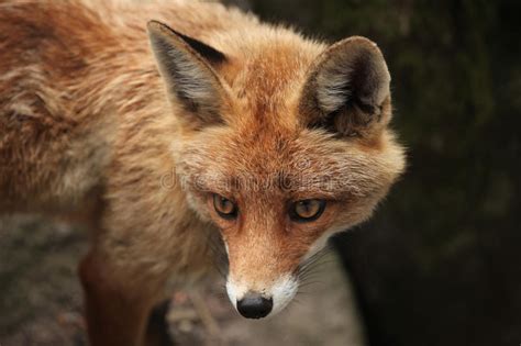 Red Fox Vulpes Vulpes Stock Image Image Of Mammals 56688337