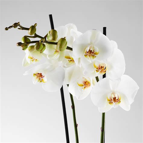 Phalaenopsis Orchid 2 Stems Potted Plant Ikea