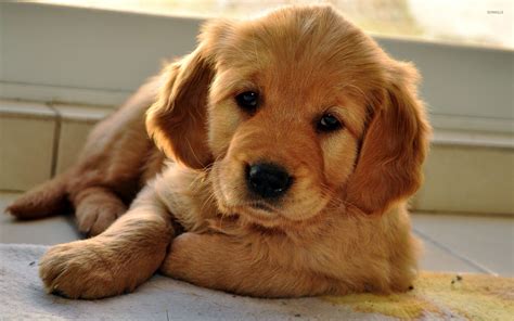 Cute Golden Retriever Puppies Wallpaper Images