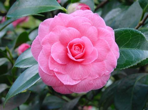 동백꽃 필 무렵 / dongbaekkkot pil muryeop. Plants & Flowers » Common Camellia