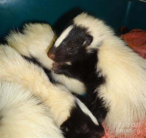 Baby Skunks Photograph By Art Dingo