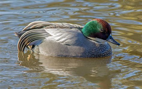 Falcated Teal Flickr