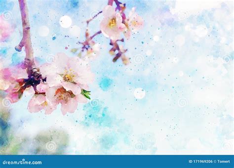 Watercolor Style And Abstract Image Of Cherry Tree Flowers Stock