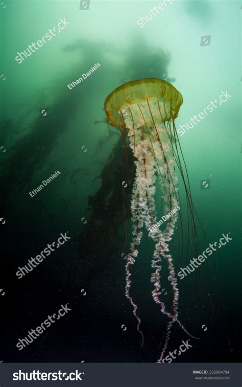 A Sea Nettle Jellyfish Chrysaora Sp Pulses Near A Giant