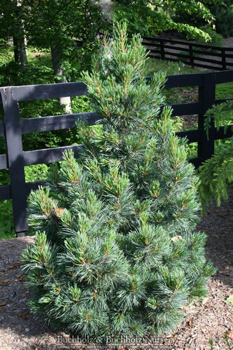 Pinus Cembra Tip Top Dwarf Columnar Swiss Stone Pine Kigi Nursery
