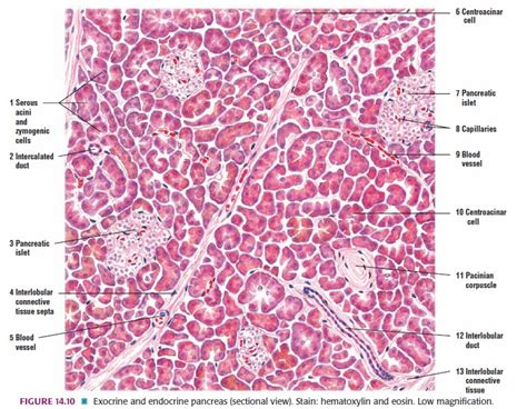 Esophagus Histology Slides Labeled Foto Bugil Bokep Sexiz Pix