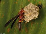 Queen Paper Wasp Pictures