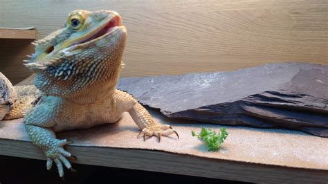 Greens Beardeddragons