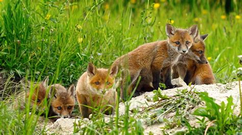 Cute Wild Red Fox Cubs Stock Photo Download Image Now Istock