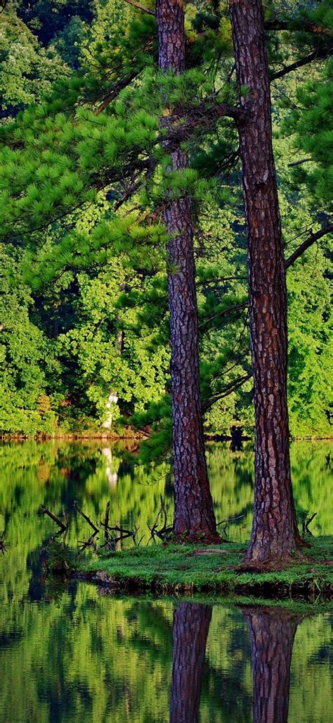 Green Trees Forest Lakes Reflections 1080x2340