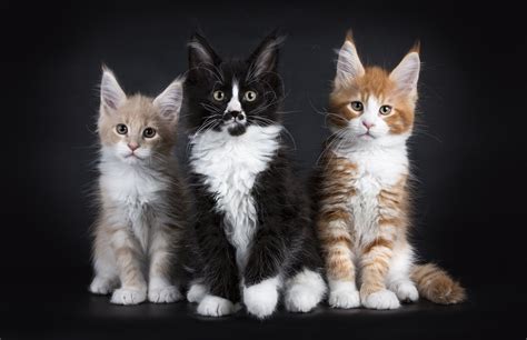 Maine Coon Kittens For Sale Beautiful Big And Healthy