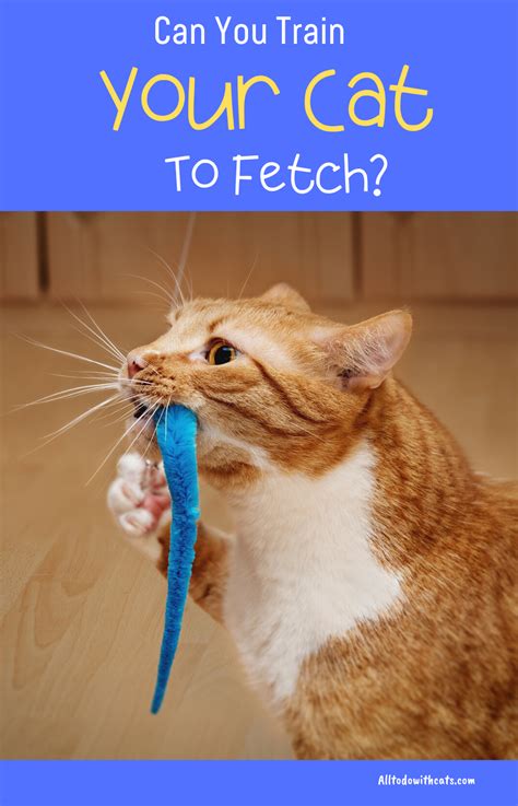 How To Train Your Cat To Fetch Like A Pro Proven Tips And Tricks