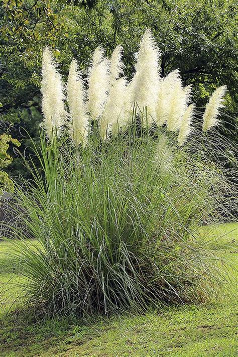 Easy Landscaping With Ornamental Grasses Gardeners Path