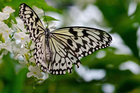 Black and White Butterfly HD Wallpaper | Background Image | 3000x2000