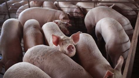 Millions Of Pigs Will Be Euthanized As Pandemic Cripples Meatpacking