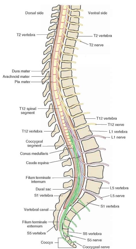 Spinal Nerves Anatomy Spinal Cord Nerve Anatomy