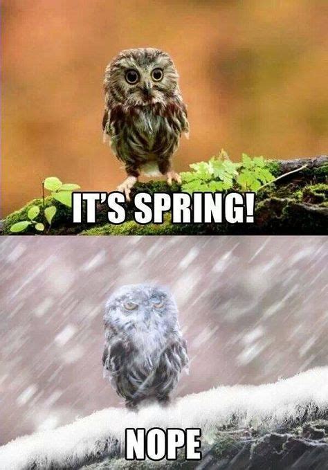 Just Looked Outside And Nope Its Not Spring Here Funny Owls Funny