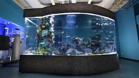 Fort Myers Imaginarium Science Center Stars In Animal Planets “tanked