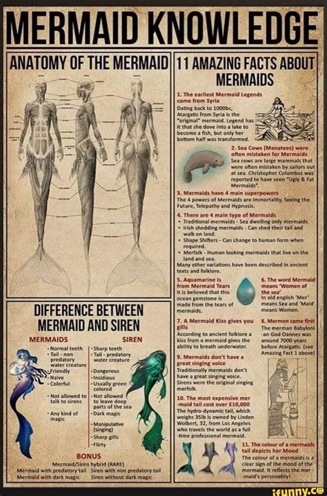 Mermaid Knowledge Anatomy Of The Mermaid 11 Amazing Facts Mermaids About Difference Between