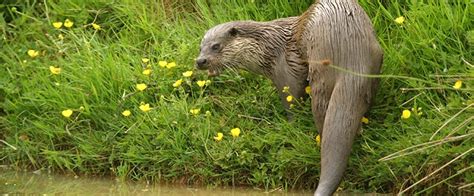 conversational otter ecological surveys for development