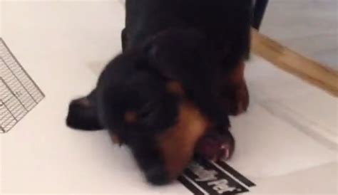 Cute dachshund puppy goes to sleep to her mom's bed. Cute Dachshund Pup Can't Stop Scratching Box