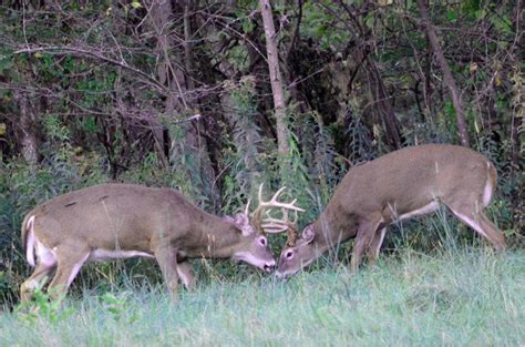 Regular Big Game Hunting Seasons Opening In Ny Southern Zone Ncpr News