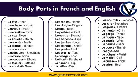 Body Parts In French Pdf Grammarvocab