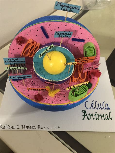 Maqueta Célula Animal Cells Project Biology Projects Animal Cell
