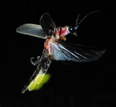 Filephotinus Pyralis Firefly Glowing Wikipedia The Free