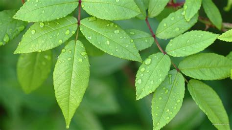 Green Leaf Wallpaper Hd 70 Images