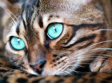 Turquoise Eyes Kitten Photos Cat Pics Pretty Cats Beautiful Cats