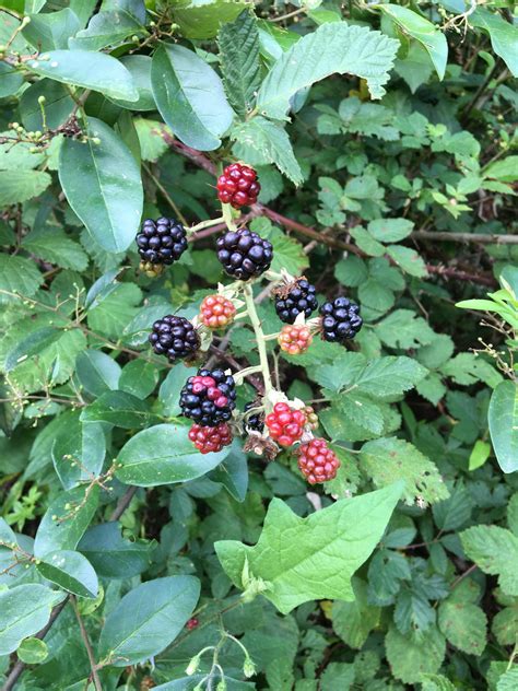 Wild Blackberries In Georgia Delightful Rforaging
