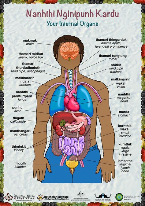 Anatomy Of Internal Organs Female Ob Gyn Anatomy Primer Pocket