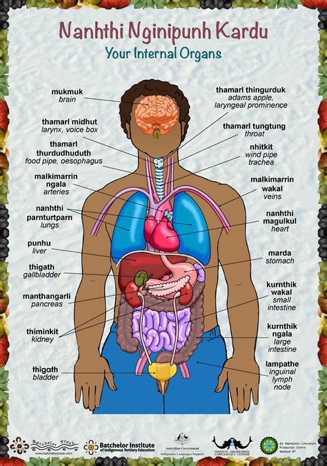 Female Anatomy Chart Organs