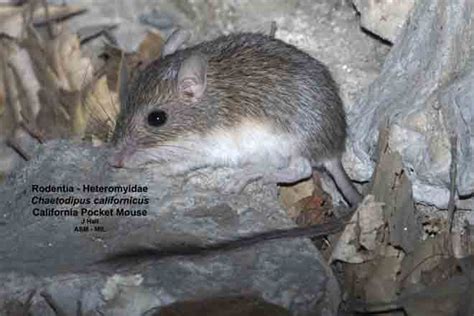 California Pocket Mouse American Society Of Mammalogists