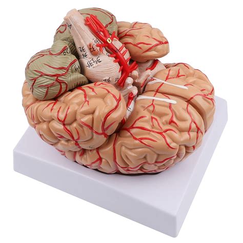 Buy Human Brain Model Life Sized Brain Model 8 Part Human Brain