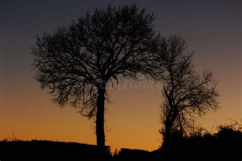 Tree Silhouettes At Sunset Stock Image Image Of Horizon 240990353