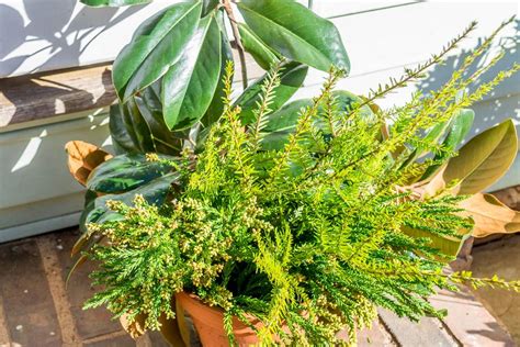 Create A Winter Container Garden Hgtv