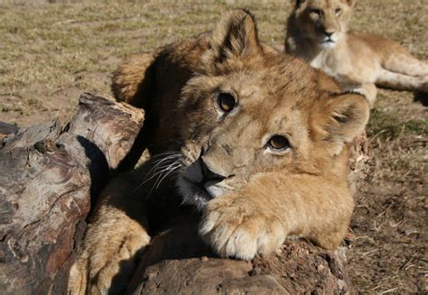 Killing with cuddles: How lion cub petting in South Africa puts lions ...