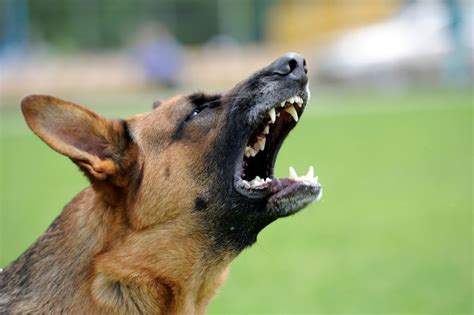 When Should You Hire A Dog Bite Injury Attorney Daily Free News