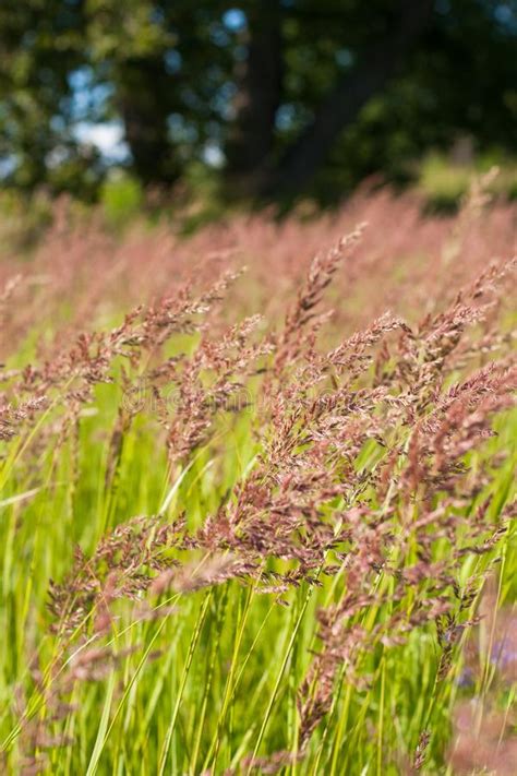 Fescue Grass On Summer Sunny Meadow Stock Image Image Of Botanical