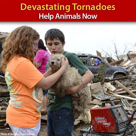 The chances of surviving a tornado are higher than most people think. Help provide emergency assistance for animals in need ...