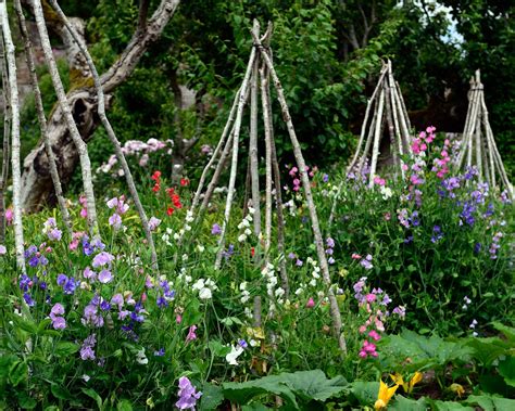 How To Grow Sweet Peas From Seed In Borders And Pots Homes And Gardens